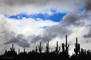 Catalina State Park-6393-2.jpg